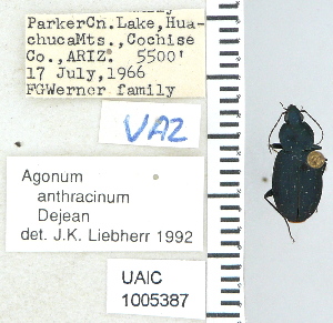  ( - NEONTcarabid4660)  @11 [ ] CreativeCommons - Attribution Non-Commercial Share-Alike (2011) Moore, W University of Arizona Insect Collection