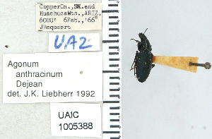  ( - NEONTcarabid4661)  @11 [ ] CreativeCommons - Attribution Non-Commercial Share-Alike (2011) Moore, W University of Arizona Insect Collection