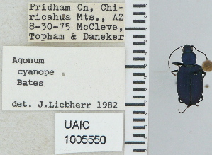  (Agonum cyanopis - NEONTcarabid4683)  @11 [ ] CreativeCommons - Attribution Non-Commercial Share-Alike (2011) Moore, W University of Arizona Insect Collection