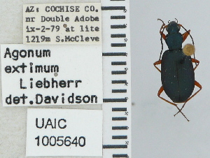  (Agonum extimum - NEONTcarabid4693)  @11 [ ] CreativeCommons - Attribution Non-Commercial Share-Alike (2011) Moore, W University of Arizona Insect Collection