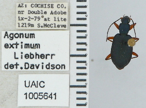  ( - NEONTcarabid4694)  @11 [ ] CreativeCommons - Attribution Non-Commercial Share-Alike (2011) Moore, W University of Arizona Insect Collection