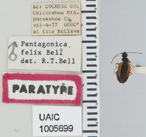  (Pentagonica felix - NEONTcarabid4797)  @11 [ ] CreativeCommons - Attribution Non-Commercial Share-Alike (2011) Moore, W University of Arizona Insect Collection