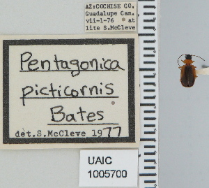  (Pentagonica picticornis - NEONTcarabid4798)  @11 [ ] CreativeCommons - Attribution Non-Commercial Share-Alike (2011) Moore, W University of Arizona Insect Collection