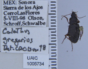  ( - NEONTcarabid4799)  @11 [ ] CreativeCommons - Attribution Non-Commercial Share-Alike (2011) Moore, W University of Arizona Insect Collection