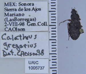  ( - NEONTcarabid4801)  @12 [ ] CreativeCommons - Attribution Non-Commercial Share-Alike (2011) Moore, W University of Arizona Insect Collection