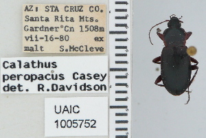  ( - NEONTcarabid4619)  @11 [ ] CreativeCommons - Attribution Non-Commercial Share-Alike (2011) Moore, W University of Arizona Insect Collection