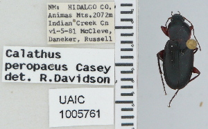  ( - NEONTcarabid4618)  @11 [ ] CreativeCommons - Attribution Non-Commercial Share-Alike (2011) Moore, W University of Arizona Insect Collection
