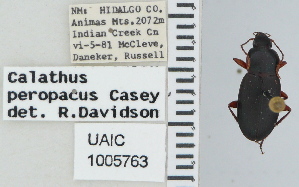  ( - NEONTcarabid4617)  @11 [ ] CreativeCommons - Attribution Non-Commercial Share-Alike (2011) Moore, W University of Arizona Insect Collection