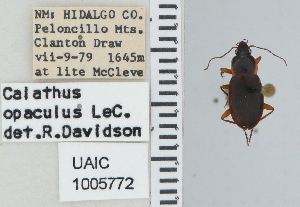  ( - NEONTcarabid4614)  @11 [ ] CreativeCommons - Attribution Non-Commercial Share-Alike (2011) Moore, W University of Arizona Insect Collection