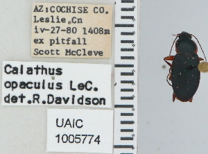  ( - NEONTcarabid4615)  @11 [ ] CreativeCommons - Attribution Non-Commercial Share-Alike (2011) Moore, W University of Arizona Insect Collection
