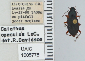  ( - NEONTcarabid4616)  @11 [ ] CreativeCommons - Attribution Non-Commercial Share-Alike (2011) Moore, W University of Arizona Insect Collection