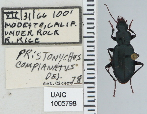  ( - NEONTcarabid4620)  @11 [ ] CreativeCommons - Attribution Non-Commercial Share-Alike (2011) Moore, W University of Arizona Insect Collection