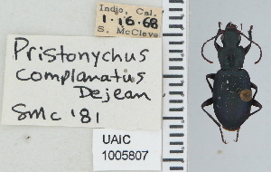  ( - NEONTcarabid4621)  @11 [ ] CreativeCommons - Attribution Non-Commercial Share-Alike (2011) Moore, W University of Arizona Insect Collection