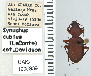  (Synuchus dubius - NEONTcarabid4626)  @13 [ ] CreativeCommons - Attribution Non-Commercial Share-Alike (2011) Moore, W University of Arizona Insect Collection