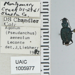  ( - NEONTcarabid4629)  @11 [ ] CreativeCommons - Attribution Non-Commercial Share-Alike (2011) Moore, W University of Arizona Insect Collection