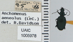  (Anchomenus aeneolus - NEONTcarabid4630)  @11 [ ] CreativeCommons - Attribution Non-Commercial Share-Alike (2011) Moore, W University of Arizona Insect Collection