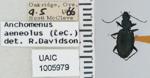  ( - NEONTcarabid4631)  @11 [ ] CreativeCommons - Attribution Non-Commercial Share-Alike (2011) Moore, W University of Arizona Insect Collection