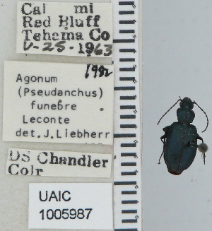  ( - NEONTcarabid4632)  @11 [ ] CreativeCommons - Attribution Non-Commercial Share-Alike (2011) Moore, W University of Arizona Insect Collection