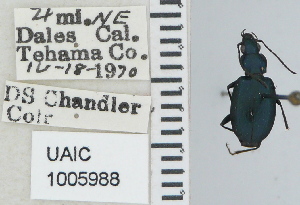  ( - NEONTcarabid4633)  @11 [ ] CreativeCommons - Attribution Non-Commercial Share-Alike (2011) Moore, W University of Arizona Insect Collection