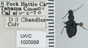  ( - NEONTcarabid4634)  @11 [ ] CreativeCommons - Attribution Non-Commercial Share-Alike (2011) Moore, W University of Arizona Insect Collection