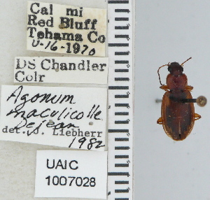  ( - NEONTcarabid4635)  @11 [ ] CreativeCommons - Attribution Non-Commercial Share-Alike (2011) Moore, W University of Arizona Insect Collection