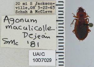  ( - NEONTcarabid4636)  @11 [ ] CreativeCommons - Attribution Non-Commercial Share-Alike (2011) Moore, W University of Arizona Insect Collection