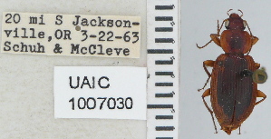  ( - NEONTcarabid4637)  @11 [ ] CreativeCommons - Attribution Non-Commercial Share-Alike (2011) Moore, W University of Arizona Insect Collection