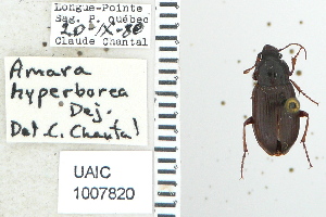  ( - NEONTcarabid4785)  @13 [ ] CreativeCommons - Attribution Non-Commercial Share-Alike (2011) Moore, W University of Arizona Insect Collection