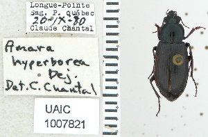  ( - NEONTcarabid4786)  @11 [ ] CreativeCommons - Attribution Non-Commercial Share-Alike (2011) Moore, W University of Arizona Insect Collection