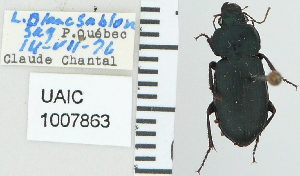  ( - NEONTcarabid4795)  @11 [ ] CreativeCommons - Attribution Non-Commercial Share-Alike (2011) Moore, W University of Arizona Insect Collection
