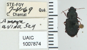  ( - NEONTcarabid4771)  @11 [ ] CreativeCommons - Attribution Non-Commercial Share-Alike (2011) Moore, W University of Arizona Insect Collection
