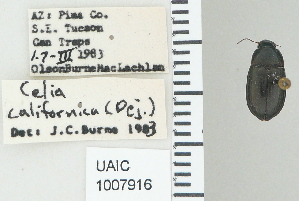  (Amara californica californica - NEONTcarabid4773)  @12 [ ] CreativeCommons - Attribution Non-Commercial Share-Alike (2011) Moore, W University of Arizona Insect Collection