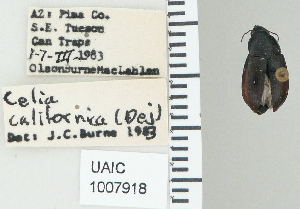  ( - NEONTcarabid4776)  @12 [ ] CreativeCommons - Attribution Non-Commercial Share-Alike (2011) Moore, W University of Arizona Insect Collection
