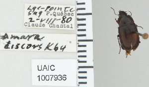  ( - NEONTcarabid4781)  @11 [ ] CreativeCommons - Attribution Non-Commercial Share-Alike (2011) Moore, W University of Arizona Insect Collection