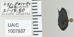  ( - NEONTcarabid4782)  @11 [ ] CreativeCommons - Attribution Non-Commercial Share-Alike (2011) Moore, W University of Arizona Insect Collection