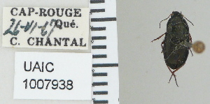  ( - NEONTcarabid4783)  @11 [ ] CreativeCommons - Attribution Non-Commercial Share-Alike (2011) Moore, W University of Arizona Insect Collection