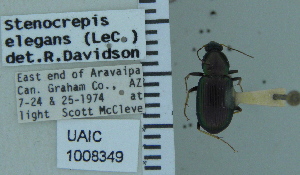  (Stenocrepis elegans - NEONTcarabid5316)  @11 [ ] CreativeCommons - Attribution Non-Commercial Share-Alike (2011) Moore, W University of Arizona Insect Collection
