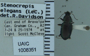  ( - NEONTcarabid5317)  @11 [ ] CreativeCommons - Attribution Non-Commercial Share-Alike (2011) Moore, W University of Arizona Insect Collection