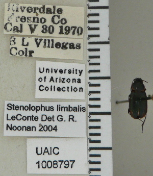  ( - NEONTcarabid5308)  @11 [ ] CreativeCommons - Attribution Non-Commercial Share-Alike (2011) Moore, W University of Arizona Insect Collection
