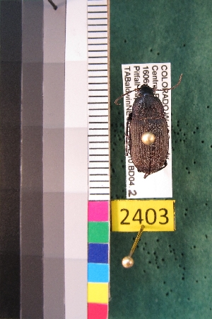  ( - NEONTcarabid2403)  @13 [ ] Copyright (2010) Baldwin, TA National Ecological Observatory Network (NEON) http://www.neoninc.org/content/copyright