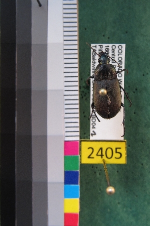  ( - NEONTcarabid2405)  @13 [ ] Copyright (2010) Baldwin, TA National Ecological Observatory Network (NEON) http://www.neoninc.org/content/copyright