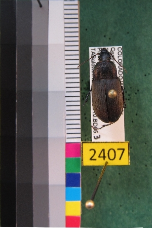  ( - NEONTcarabid2407)  @13 [ ] Copyright (2010) Baldwin, TA National Ecological Observatory Network (NEON) http://www.neoninc.org/content/copyright