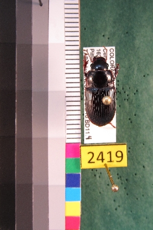  ( - NEONTcarabid2419)  @13 [ ] Copyright (2010) Baldwin, TA National Ecological Observatory Network (NEON) http://www.neoninc.org/content/copyright