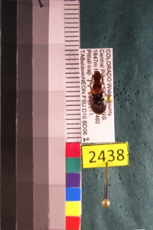  ( - NEONTcarabid2438)  @12 [ ] Copyright (2010) Baldwin, TA National Ecological Observatory Network (NEON) http://www.neoninc.org/content/copyright