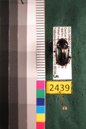  ( - NEONTcarabid2439)  @13 [ ] Copyright (2010) Baldwin, TA National Ecological Observatory Network (NEON) http://www.neoninc.org/content/copyright