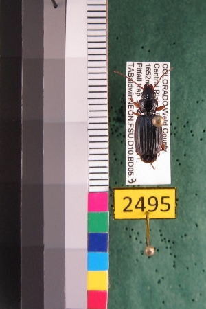  ( - NEONTcarabid2495)  @13 [ ] Copyright (2010) Baldwin, TA National Ecological Observatory Network (NEON) http://www.neoninc.org/content/copyright