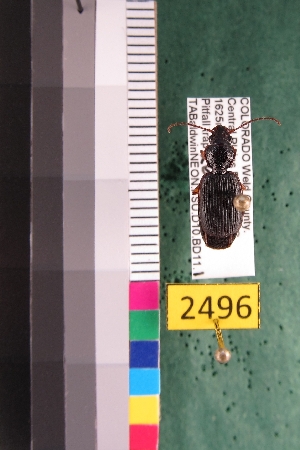  ( - NEONTcarabid2496)  @12 [ ] Copyright (2010) Baldwin, TA National Ecological Observatory Network (NEON) http://www.neoninc.org/content/copyright