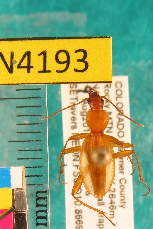  ( - NEONTcarabid4193)  @13 [ ] Copyright (2010) Blevins, KK and Travers, PD National Ecological Observatory Network (NEON) http://www.neoninc.org/content/copyright