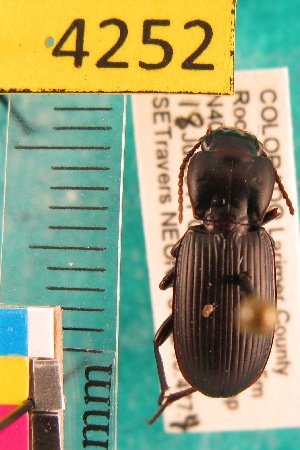  ( - NEONTcarabid4252)  @12 [ ] Copyright (2010) Blevins, KK and Travers, PD National Ecological Observatory Network (NEON) http://www.neoninc.org/content/copyright