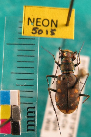  ( - NEONTcarabid5015)  @11 [ ] Copyright (2012) Blevins, KK and Travers, PD National Ecological Observatory Network (NEON) http://www.neoninc.org/content/copyright